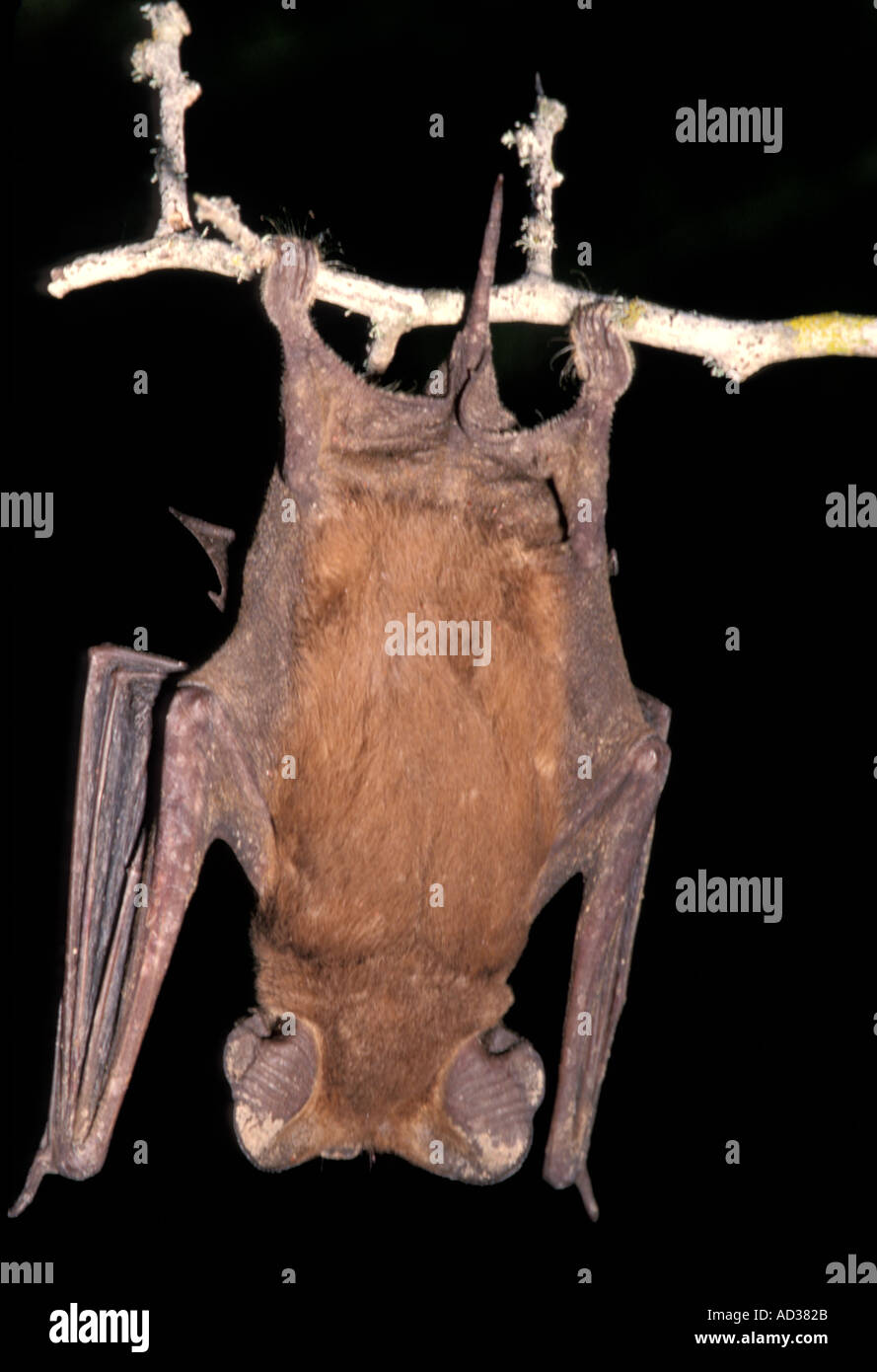 Mammifero Bat messicano coda libera Foto Stock
