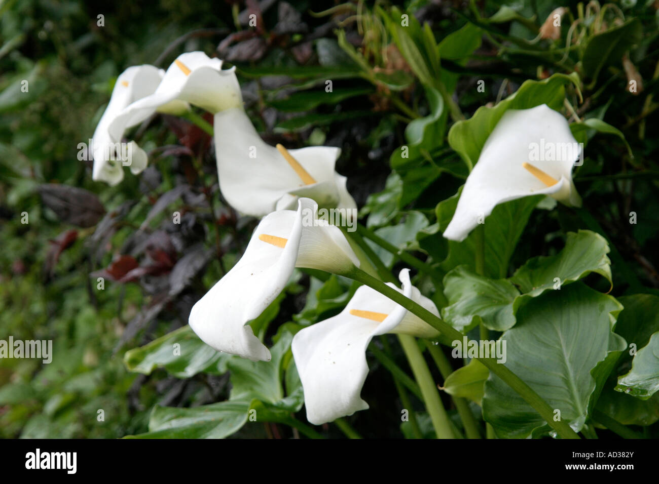 Zantedeschia aethiopica Crowborough AGM è una delle forme hardiest Foto Stock