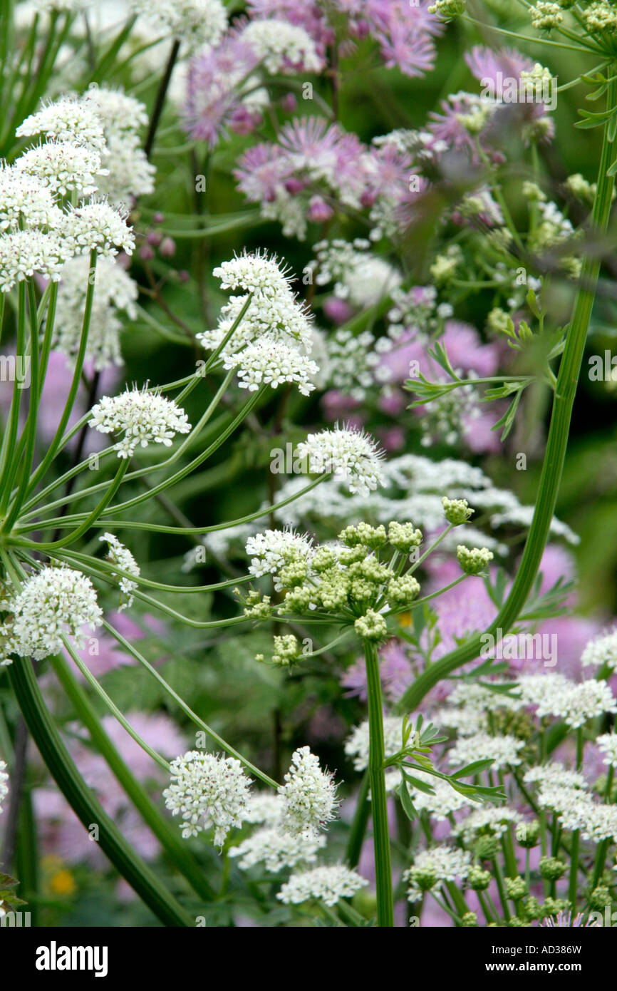 Lo zucchero filato soffi di Thalictrum aquilegiafolium con umbels di Oenanthe crocata Foto Stock