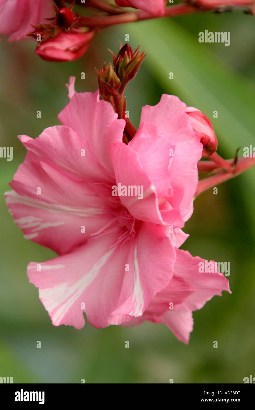 Nerium oleander fragrante semi matrimoniali cultivar rosa Foto Stock