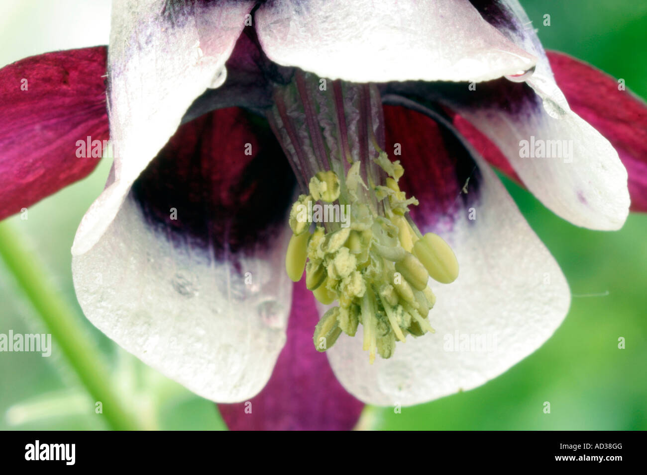 Aquilegia vulgaris William Guinness Foto Stock