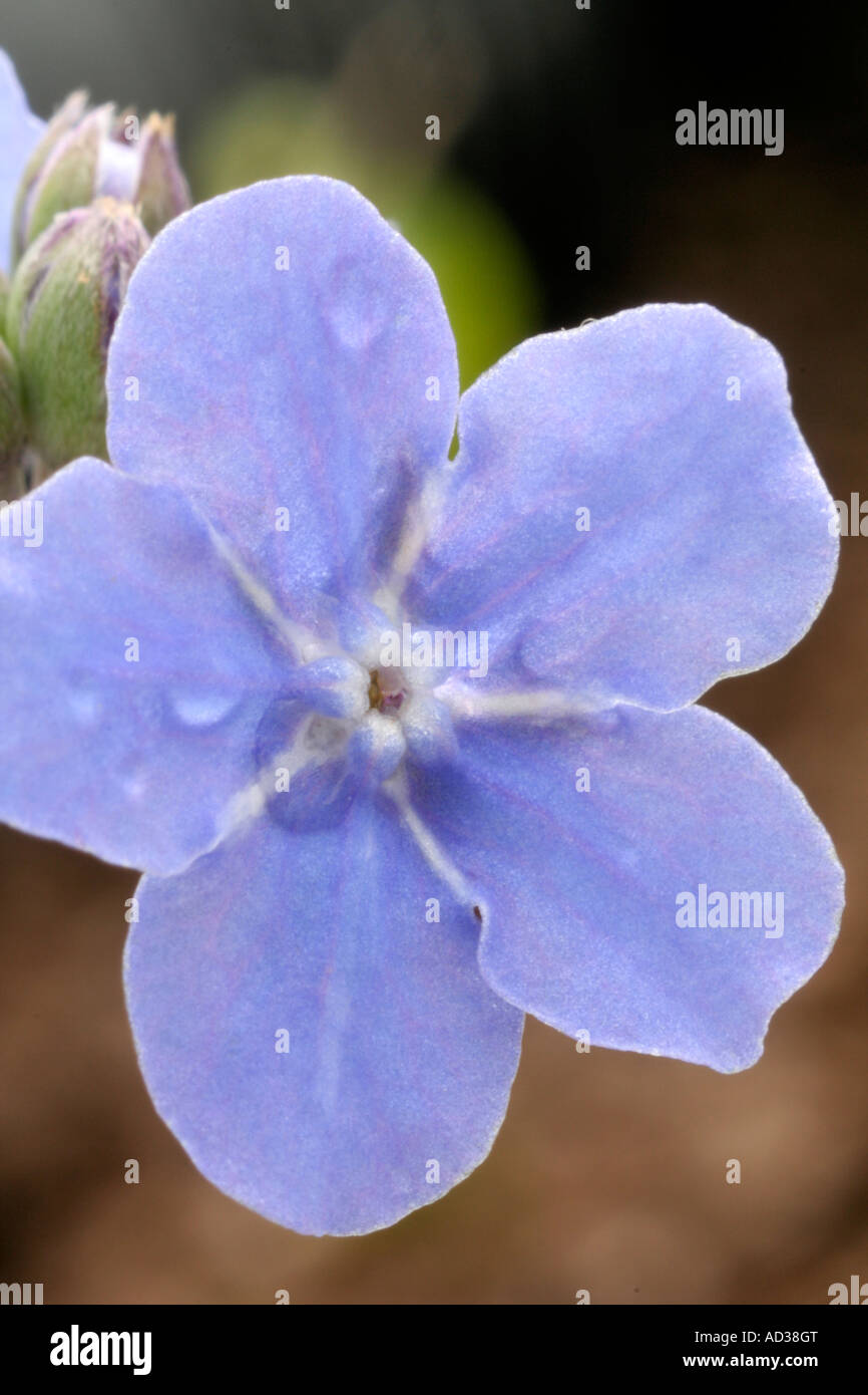 Omphaloides cappadocica Cherry Ingram AGM Foto Stock