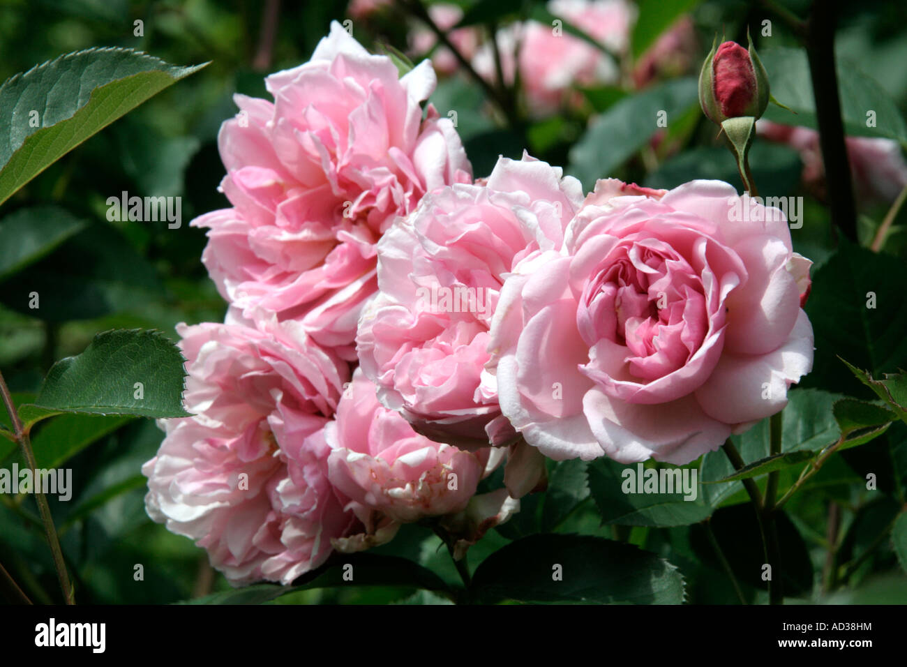 Il muschio ibrido rose Felicia ha un incredibilmente buona fragranza ed è resistente alle malattie Foto Stock