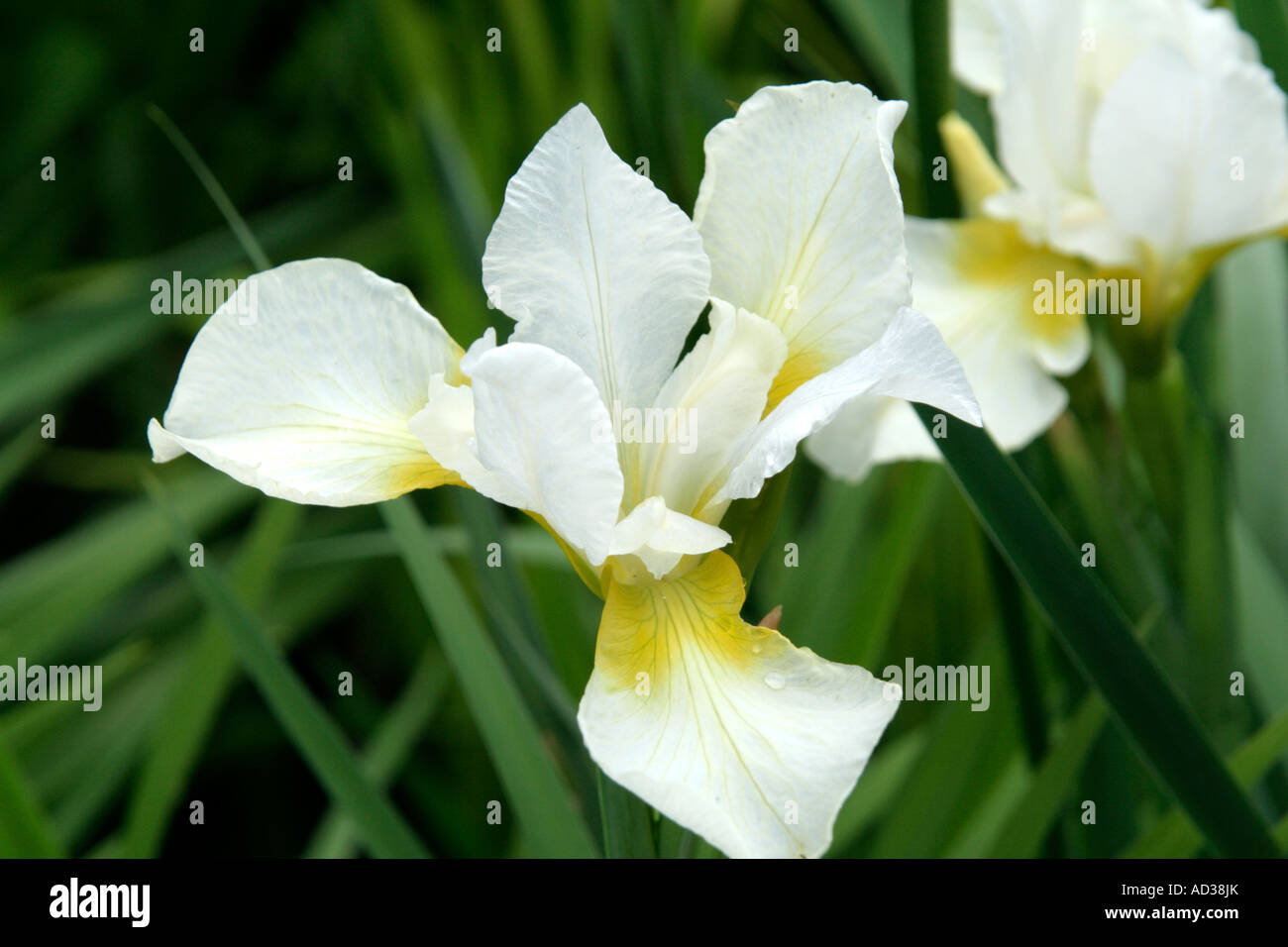 Iris sibirica Dreaming giallo ai primi di giugno Foto Stock