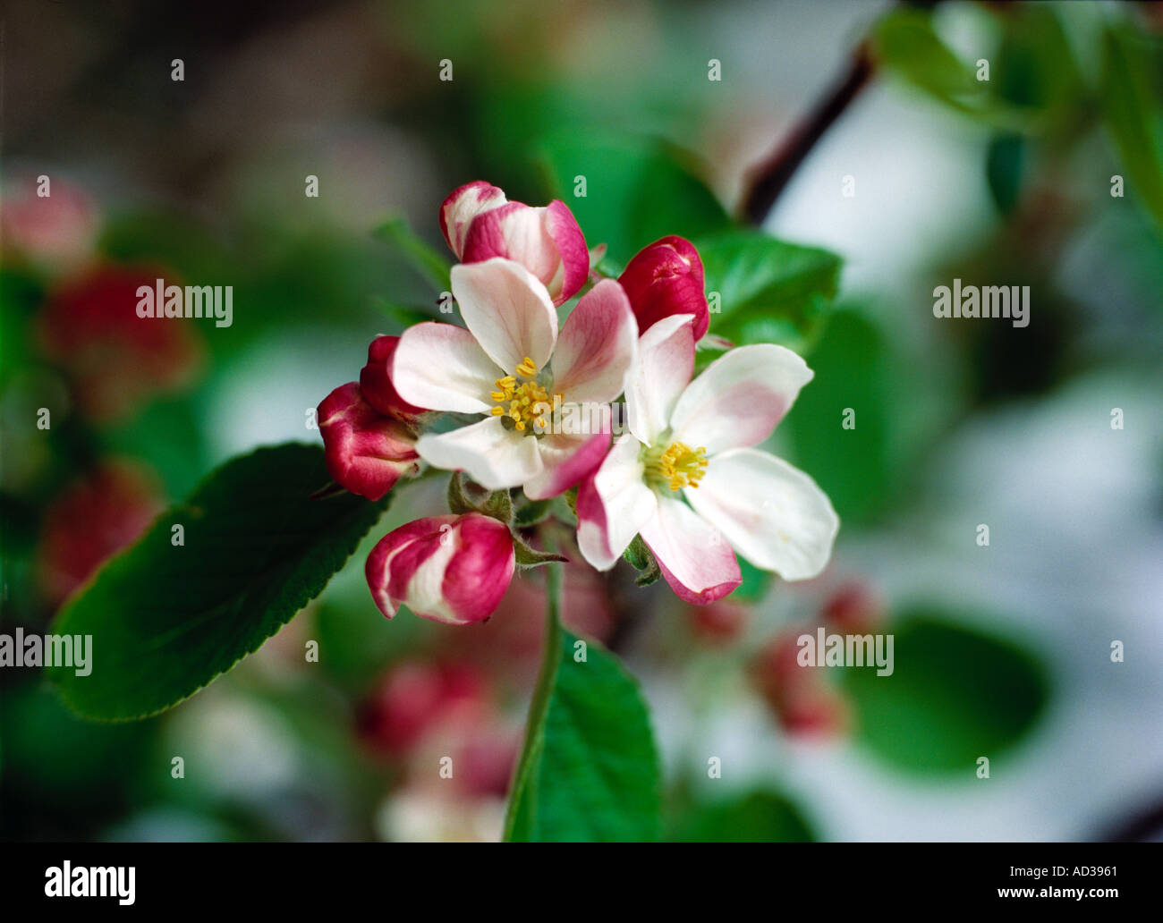 Fiore di melo Foto Stock