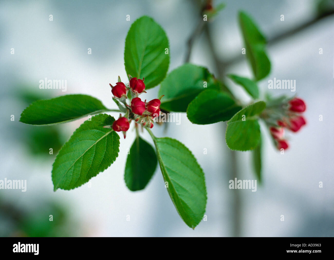 Fiore di melo Foto Stock