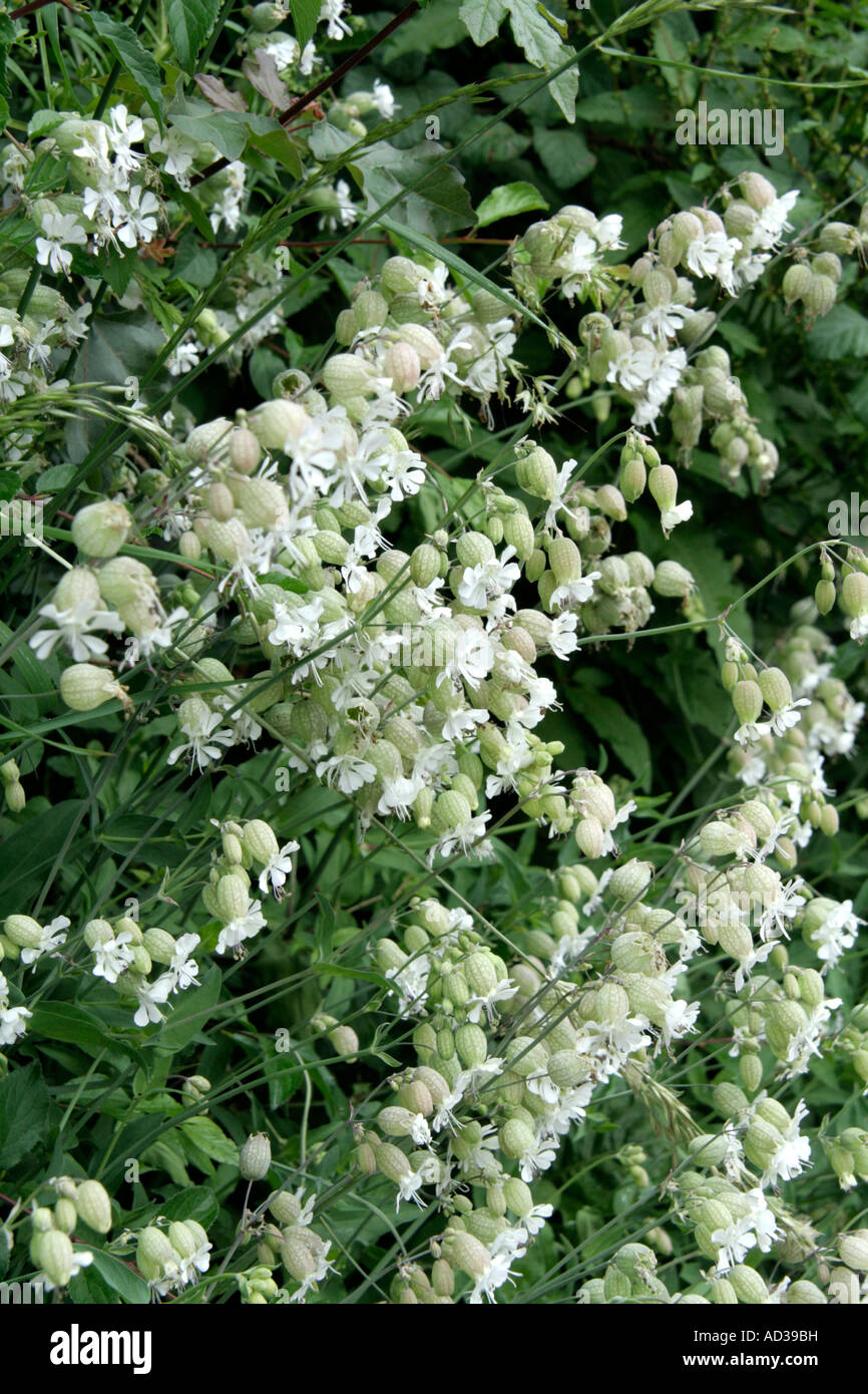 Silene vulgaris vescica campion Foto Stock