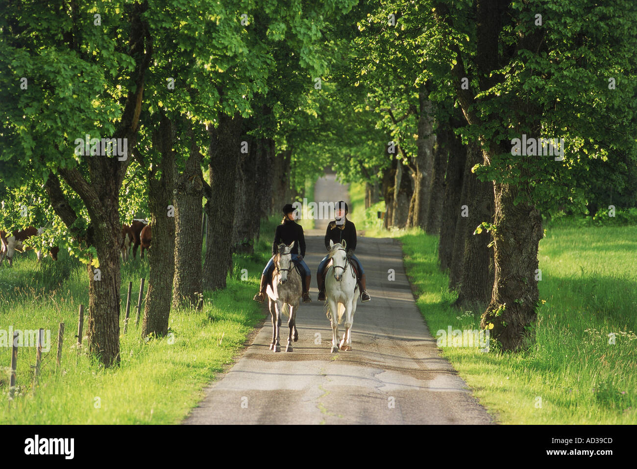 Due ragazze a cavallo sul viale alberato vicolo del paese in Svezia Foto Stock
