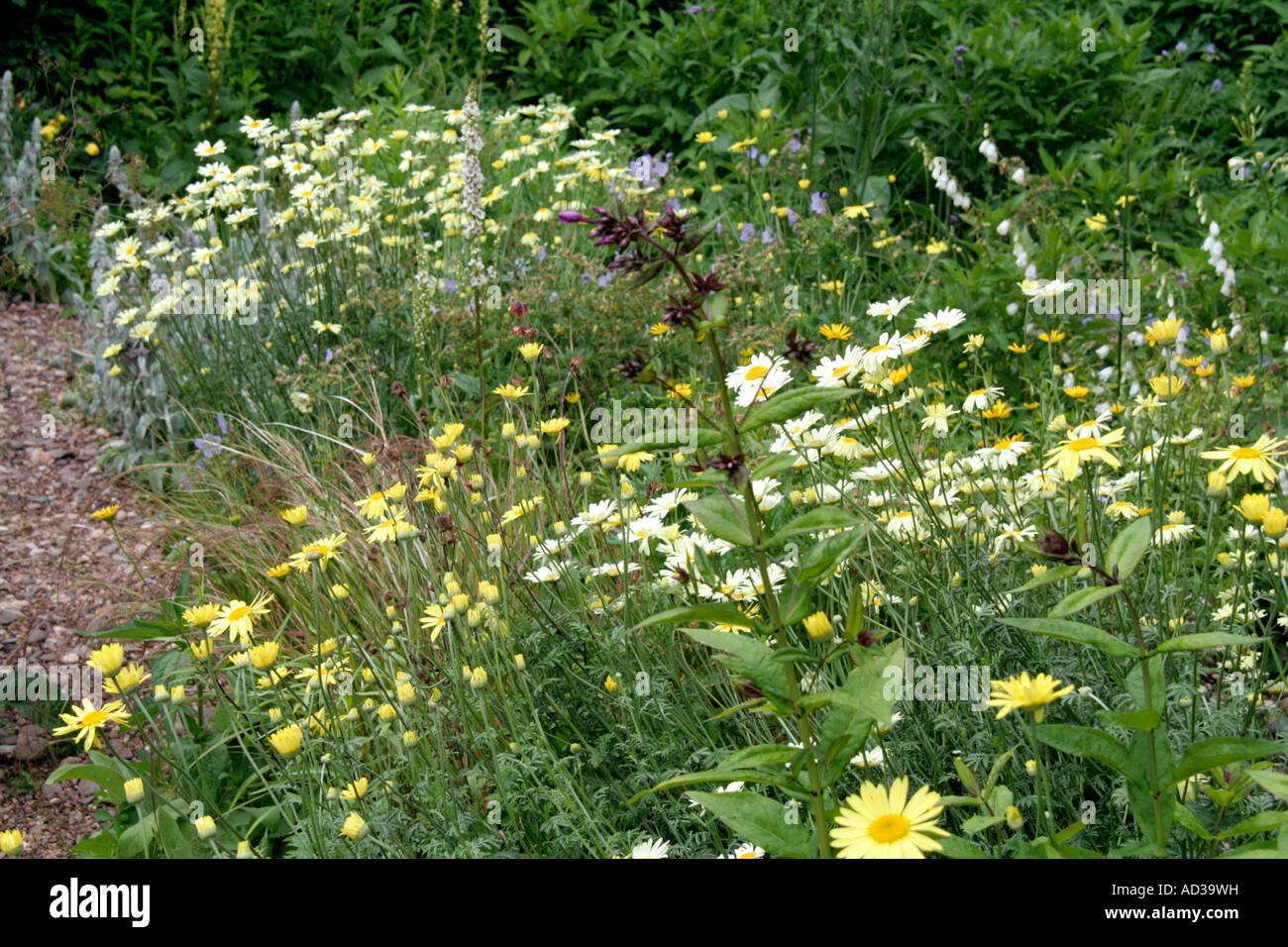 Una parte del giardino di pietra a Holbrook Devon fine Giugno con Anthemis E C Buxton e Anthemis Wargrave varietà la più pallida di Daisy Foto Stock