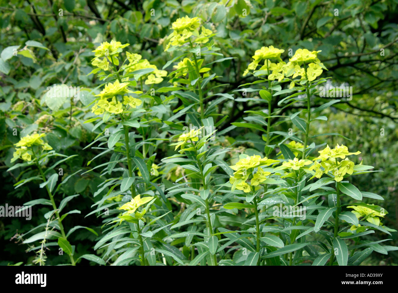 Euphorbia schilingii Foto Stock