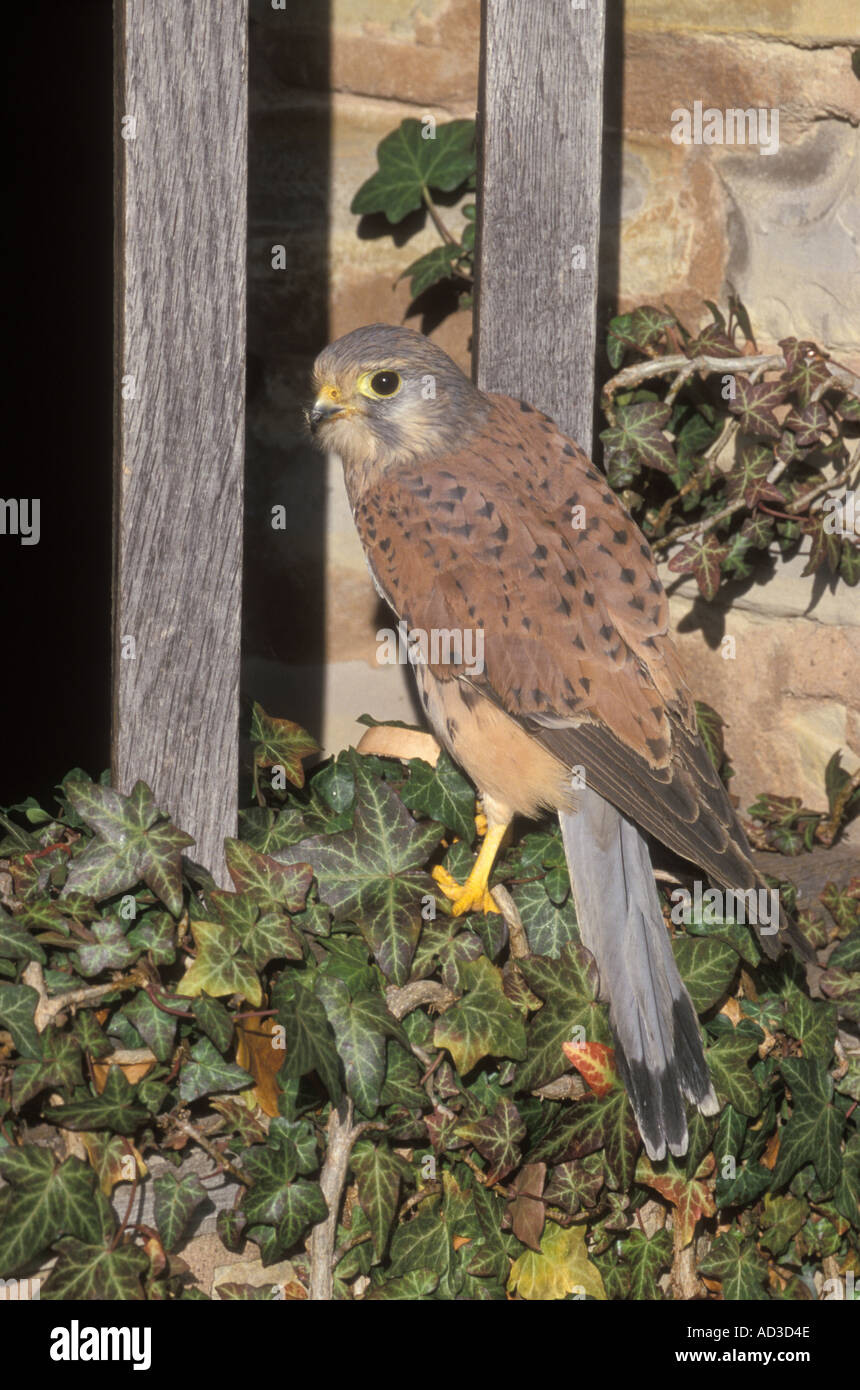 Il Gheppio Falco tinnunculus Foto Stock