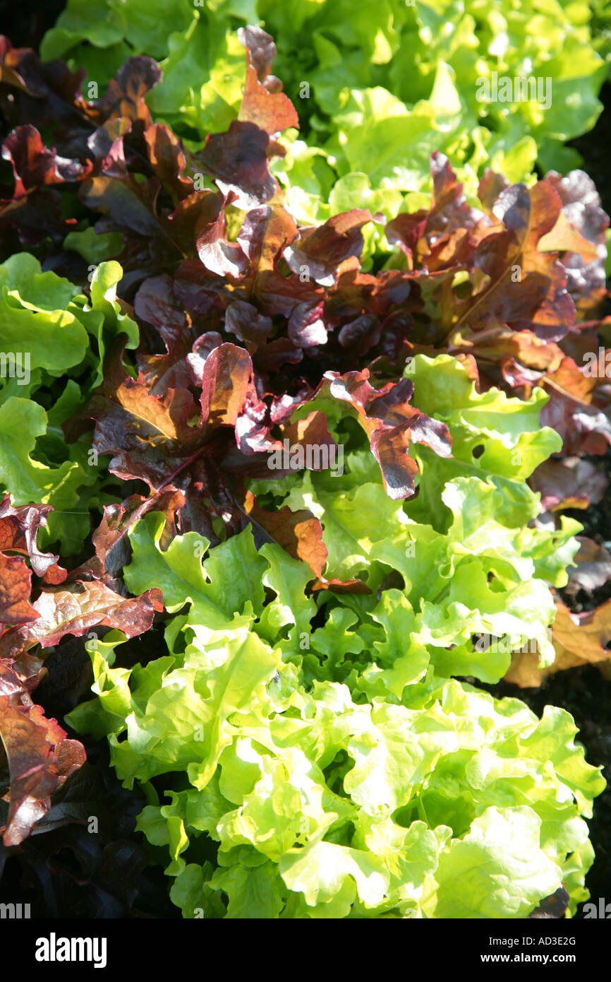 Tagliare e venire di nuovo baby foglie di insalata Foto Stock