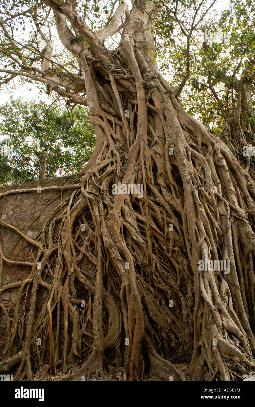 Giant strangler fig tree in rovina la custom house o Casa de Cortes de La Antigua, Veracruz, Messico Foto Stock