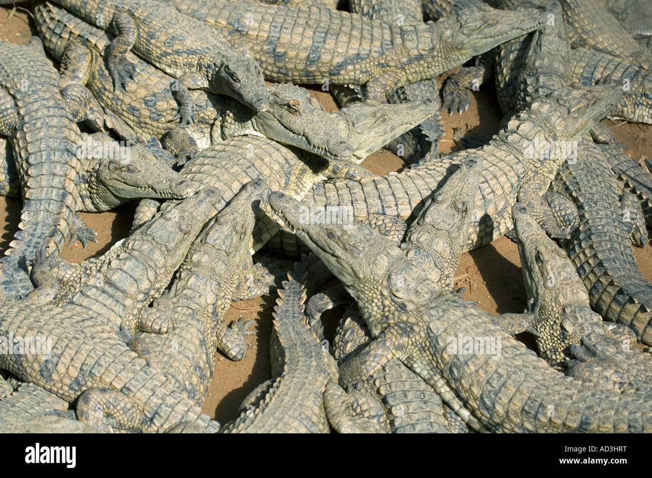 Coccodrilli del Nilo (Crocodylus niloticus) fattoria di coccodrilli, Antananarivo, Madagascar Foto Stock