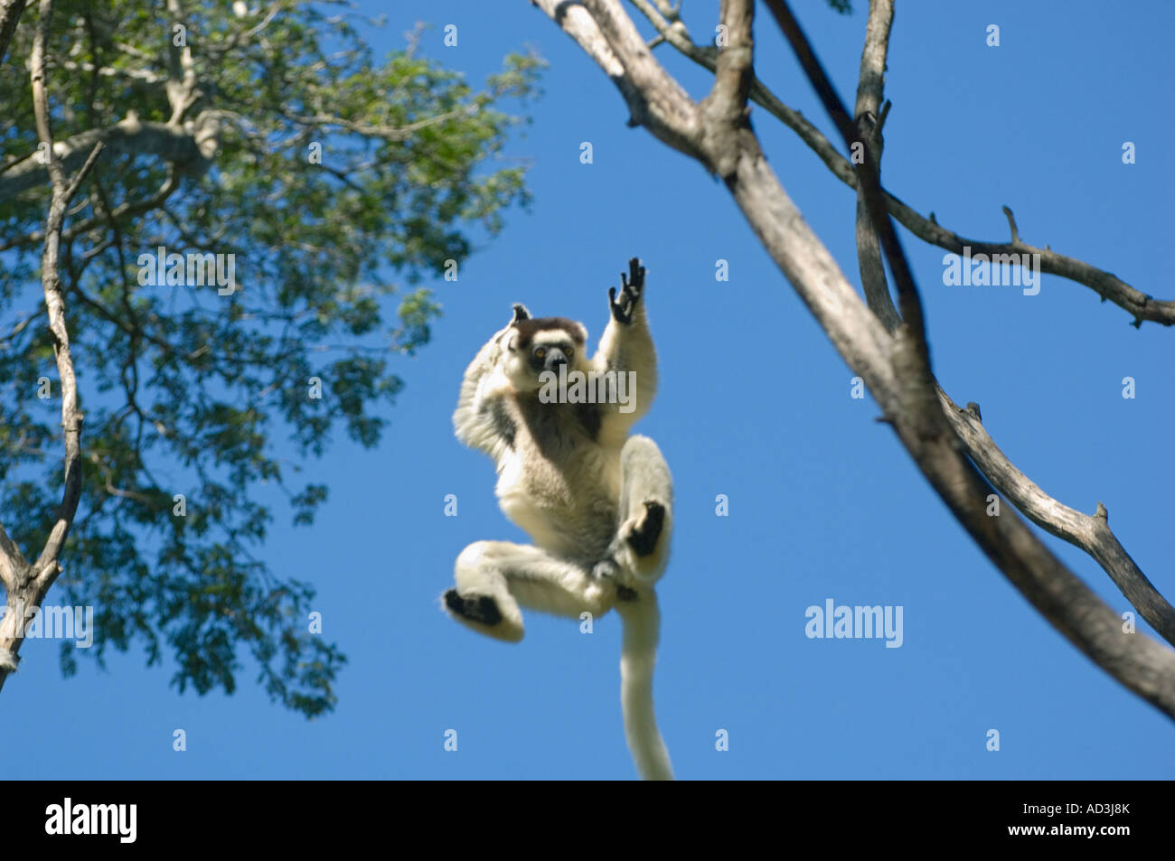 La Verreaux Sifaka (Propithecus verreauxi) salto con tettoia, Berenty Riserva, Madagascar Foto Stock