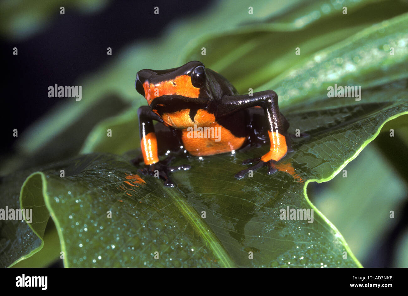 Poison Dart Frog Dendrobates lehmanni Colombia Foto Stock