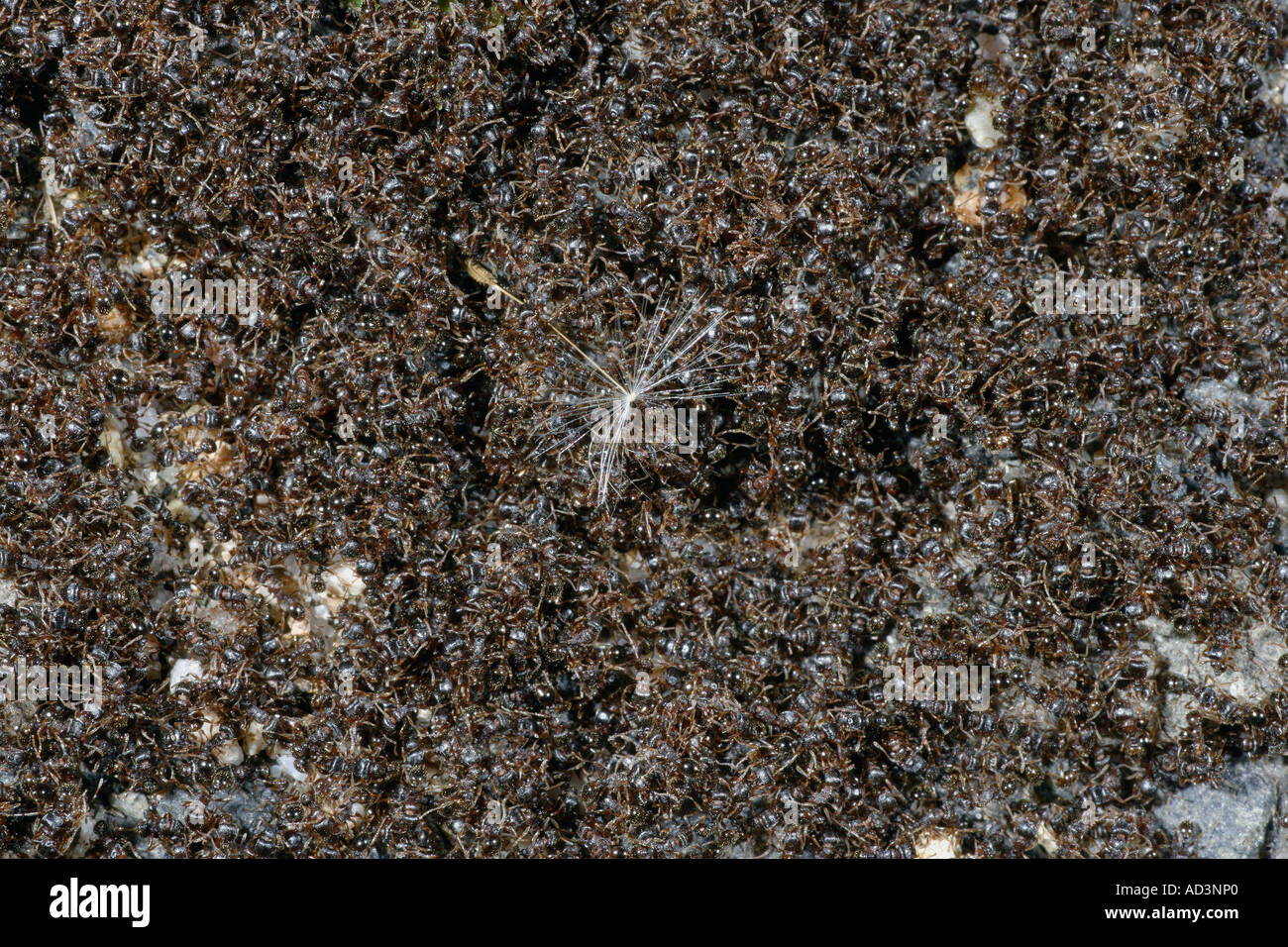 Colonia di formiche e Dandylion sementi Foto Stock