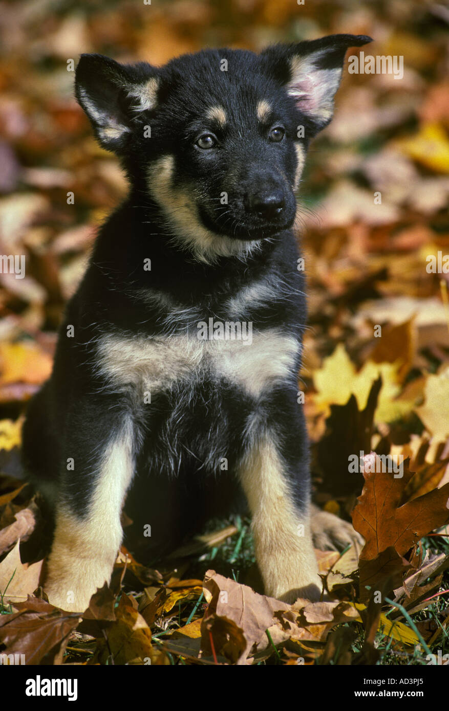 Pastore Tedesco cucciolo Foto Stock