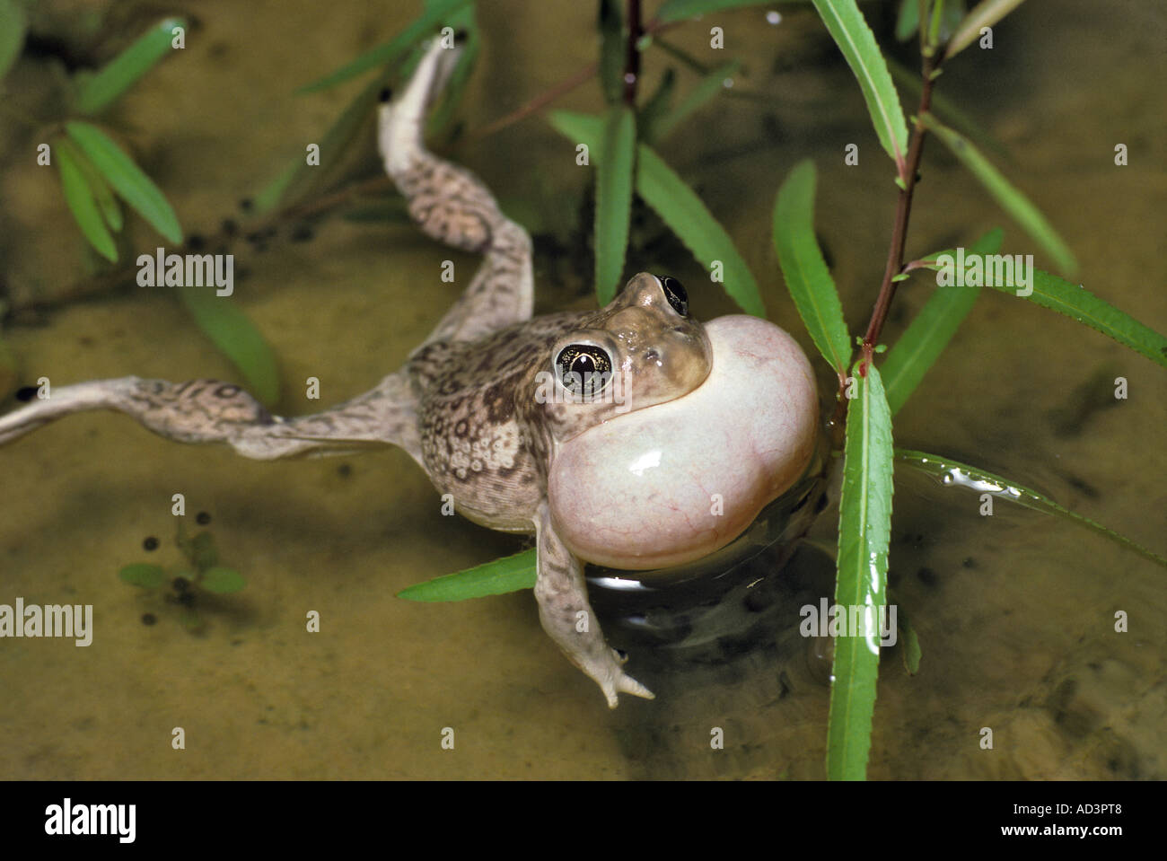 Le pianure Spadefoot Toad cantando - Spea bombifrons Foto Stock