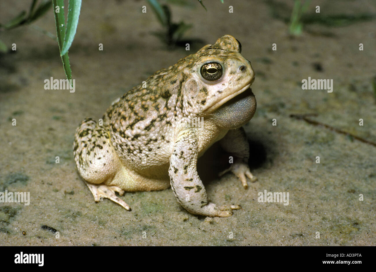 Le pianure Spadefoot Toad Spea bombifrons Foto Stock