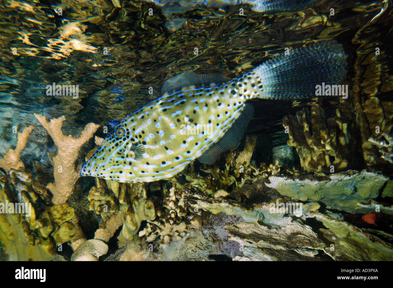 Scrawled Filefish Aluterus scriptus Habitat acqua calda oceani reefs di corallo Foto Stock