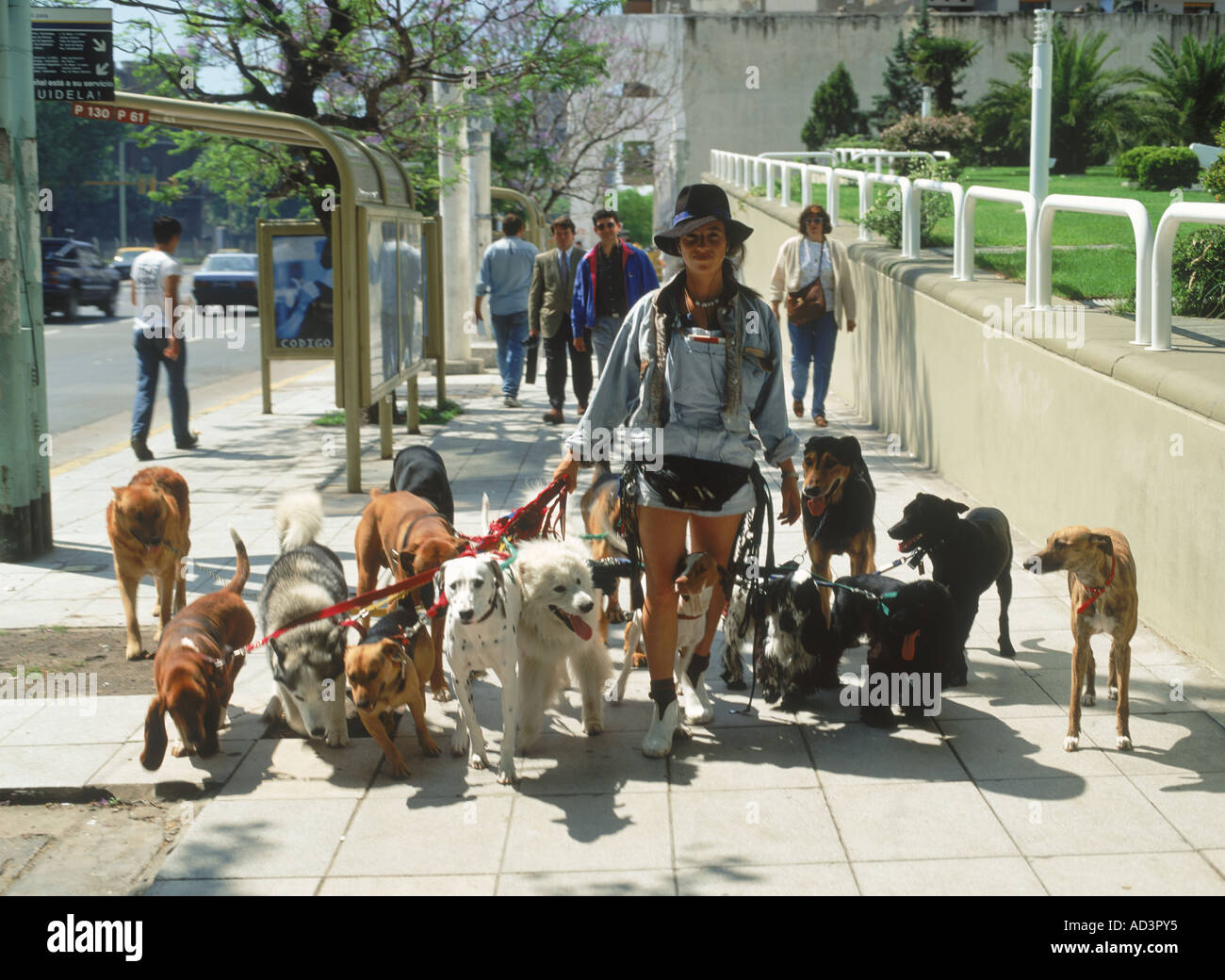 Il dog sitter o Paseador de perros sulle strade della città di Buenos Aires, Argentina Foto Stock