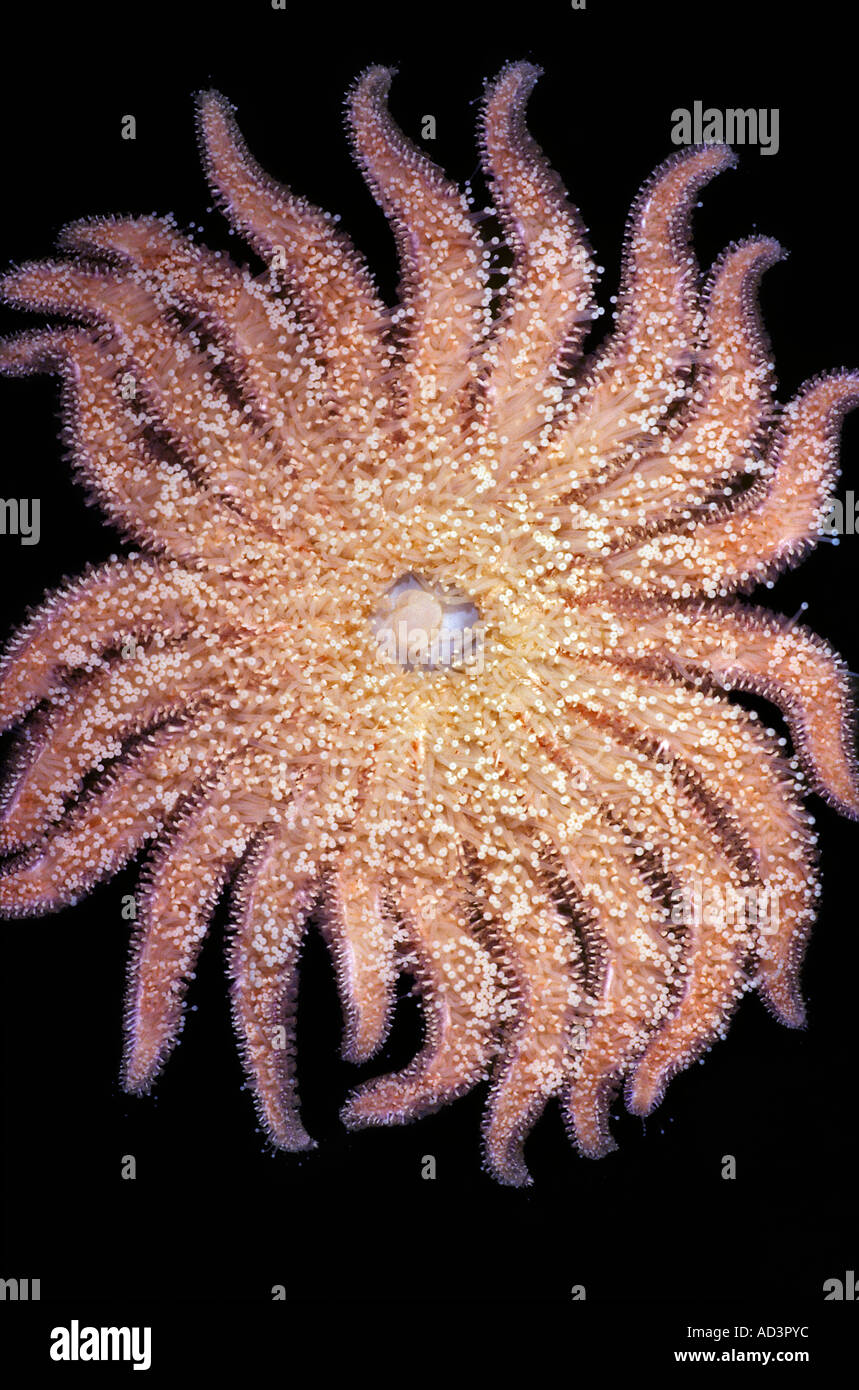 Girasole Starfish lato inferiore che mostra lo stomaco Pycnopodia helianthoides Puget Sound Washington Foto Stock