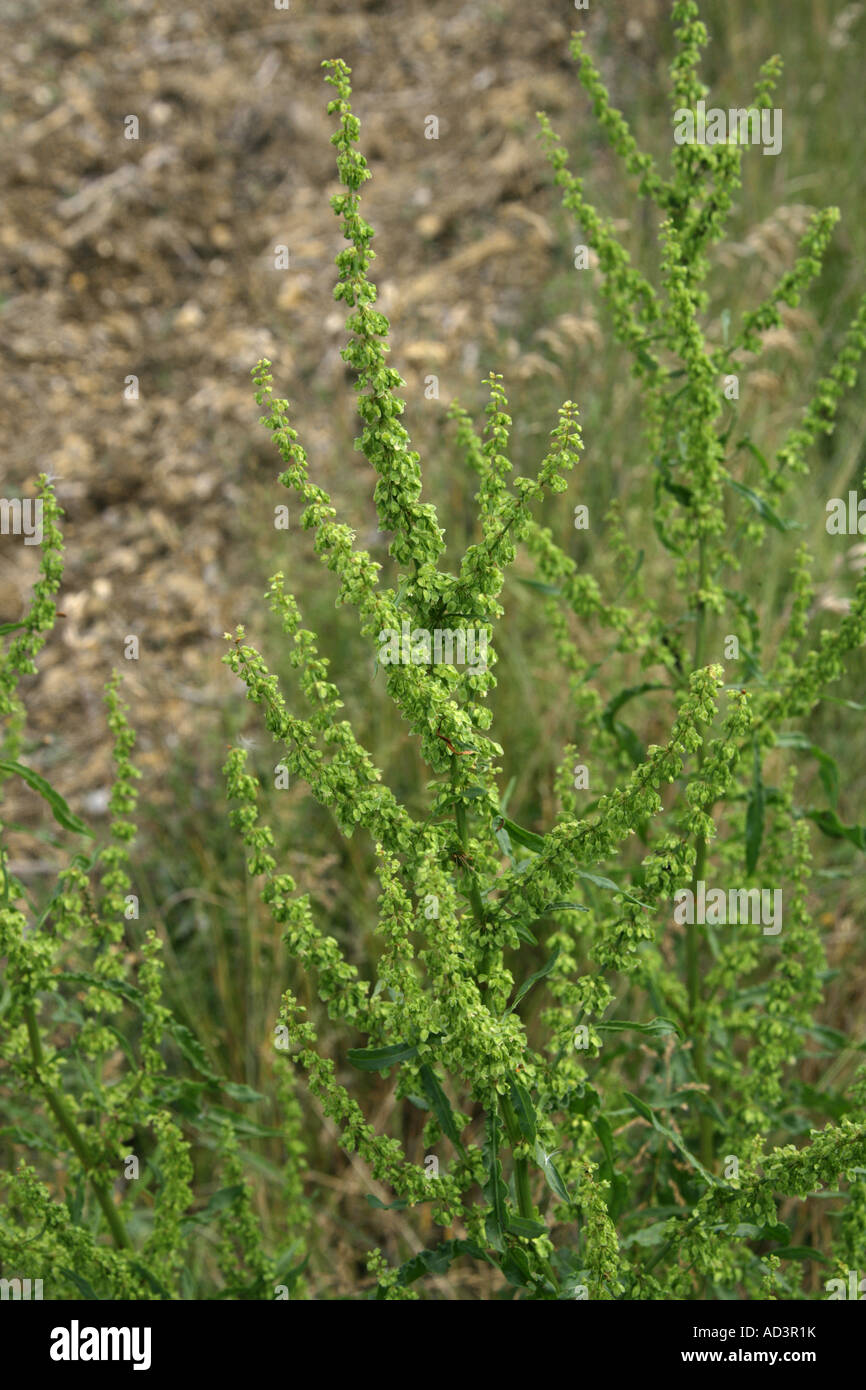 Banchina arricciata, Rumex Crispus, Polygonaceae Foto Stock