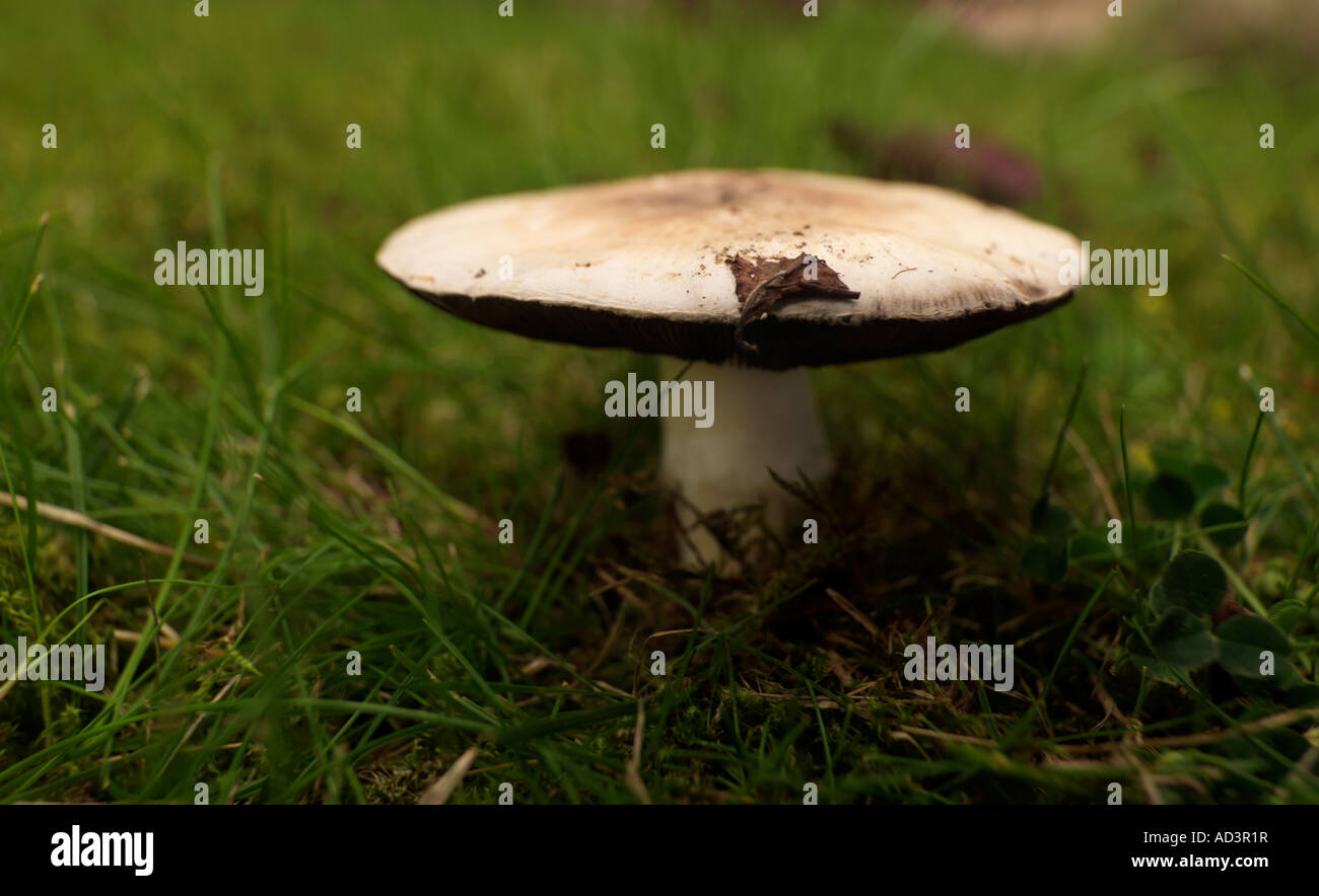 Toadstools sull'erba funghi Marasmius Oreades Foto Stock