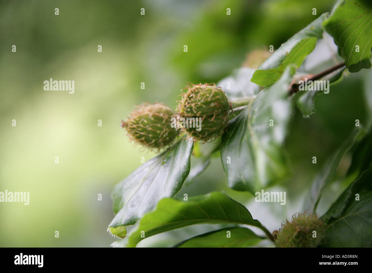 Montante di faggio Fagus sylvatica Foto Stock