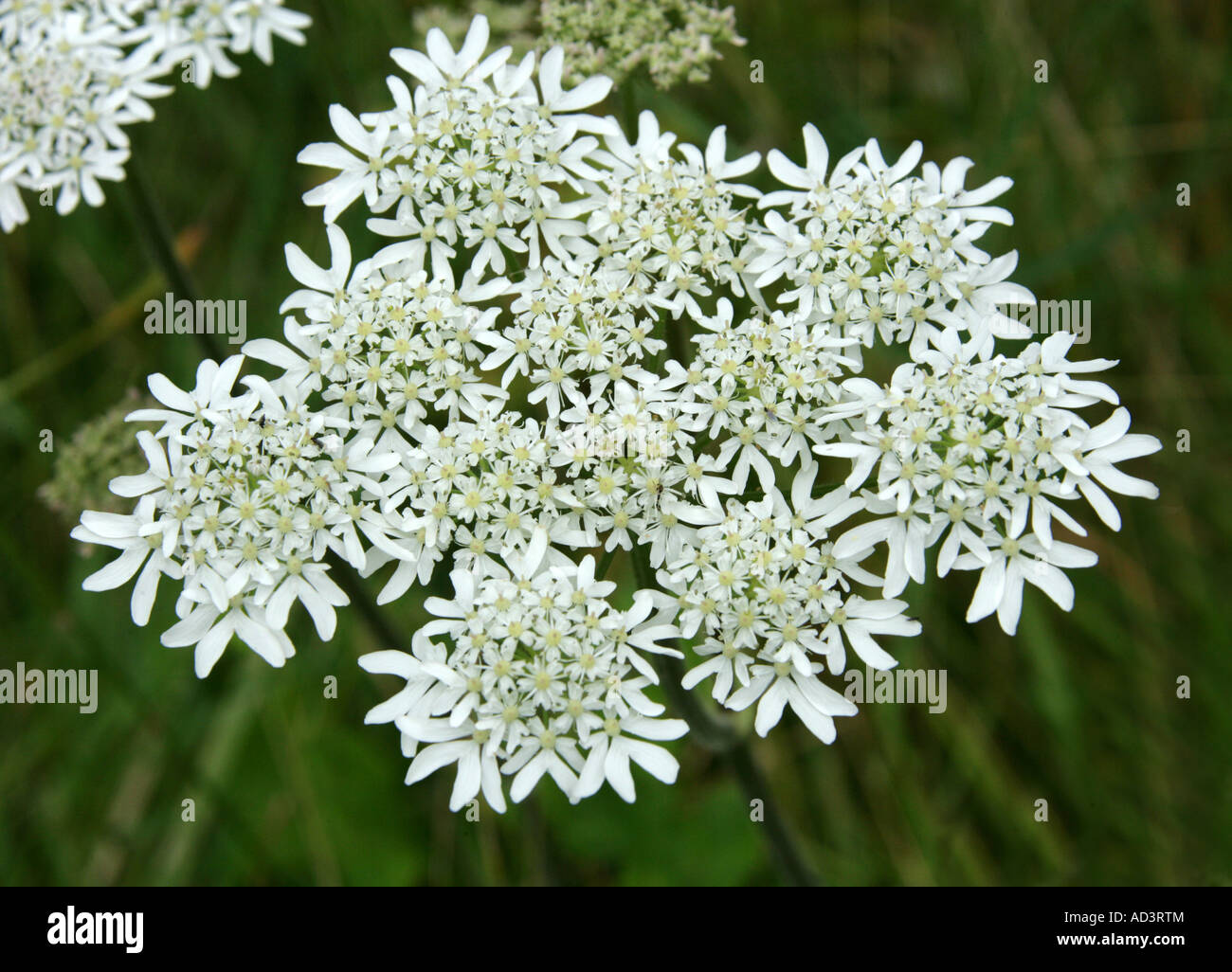 Hogweed Heraculeum sphondylium Apiaceae Foto Stock