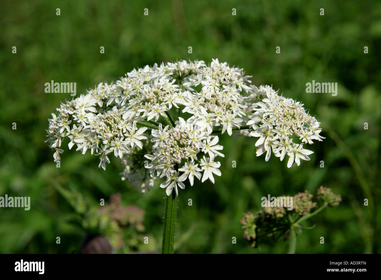Hogweed, Heraculeum sphondylium, Apiaceae Foto Stock