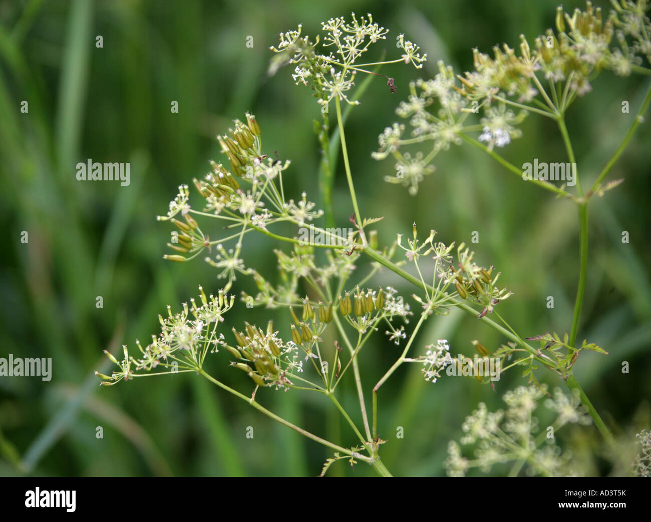 Ruvida Chervil, Chaerophyllum temulum temulentum, Umbelliferae, Apiaceae Foto Stock