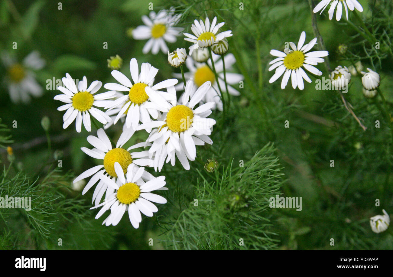 Senza profumo, Mayweed Matricaria perforata o Tripleurospermum inodorum o Tripleurospermum perforatum, Asteraceae Foto Stock