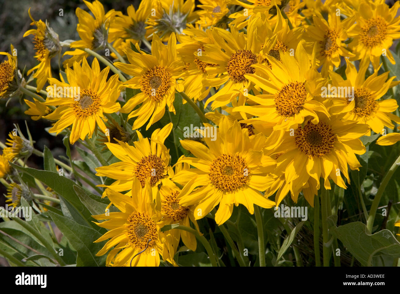 Muli orecchio di fiori selvaggi in Idaho Foto Stock