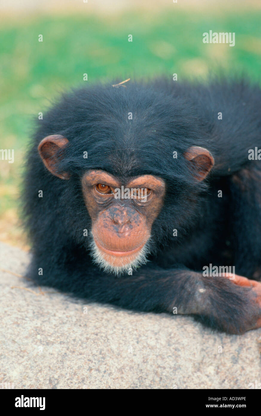 Curioso giovani scimpanzé di studiare la presenza umana-cattività oggetto. Foto Stock