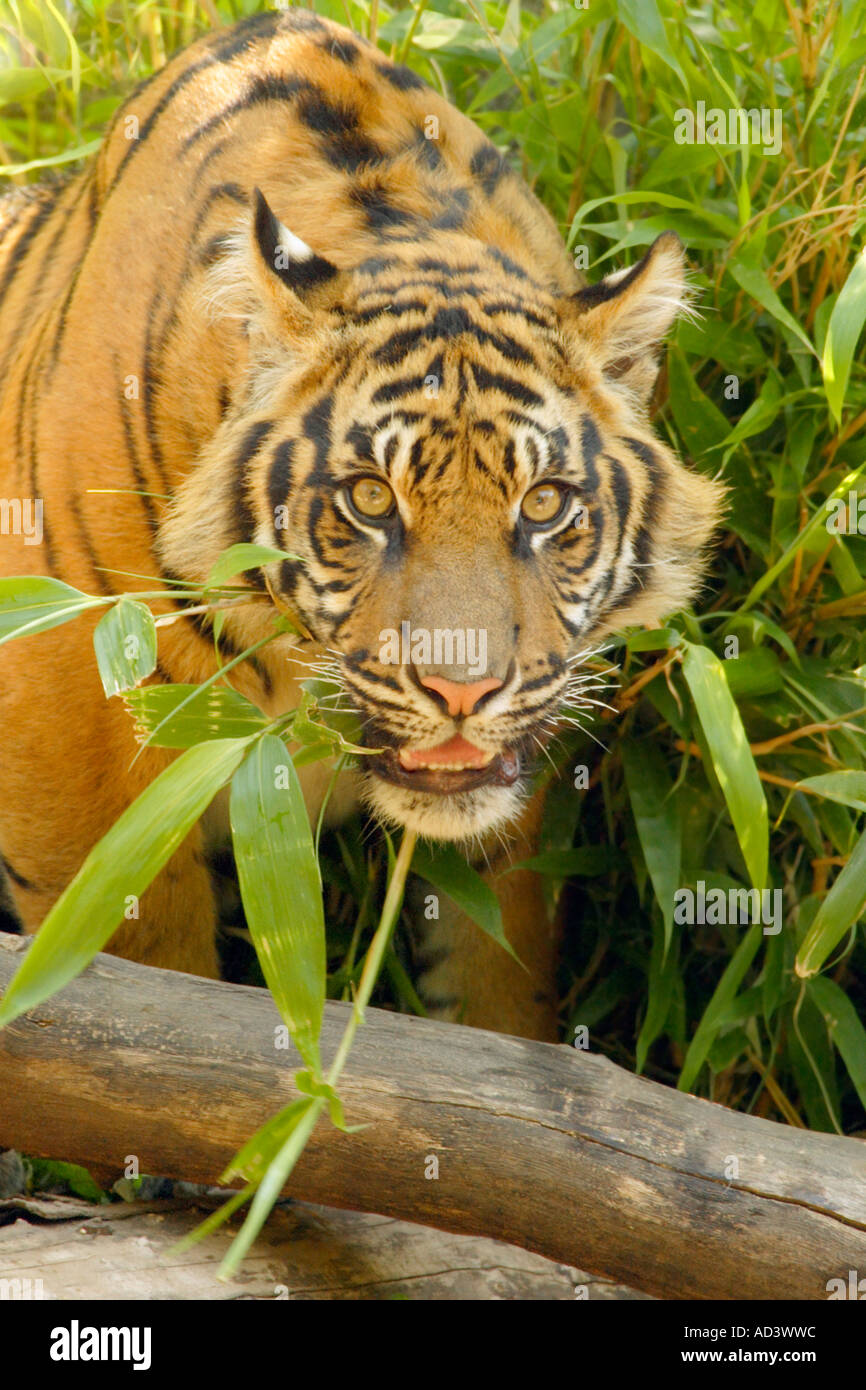 Nove mesi la tigre di Sumatra cub ringhiando- Captive oggetto Foto Stock