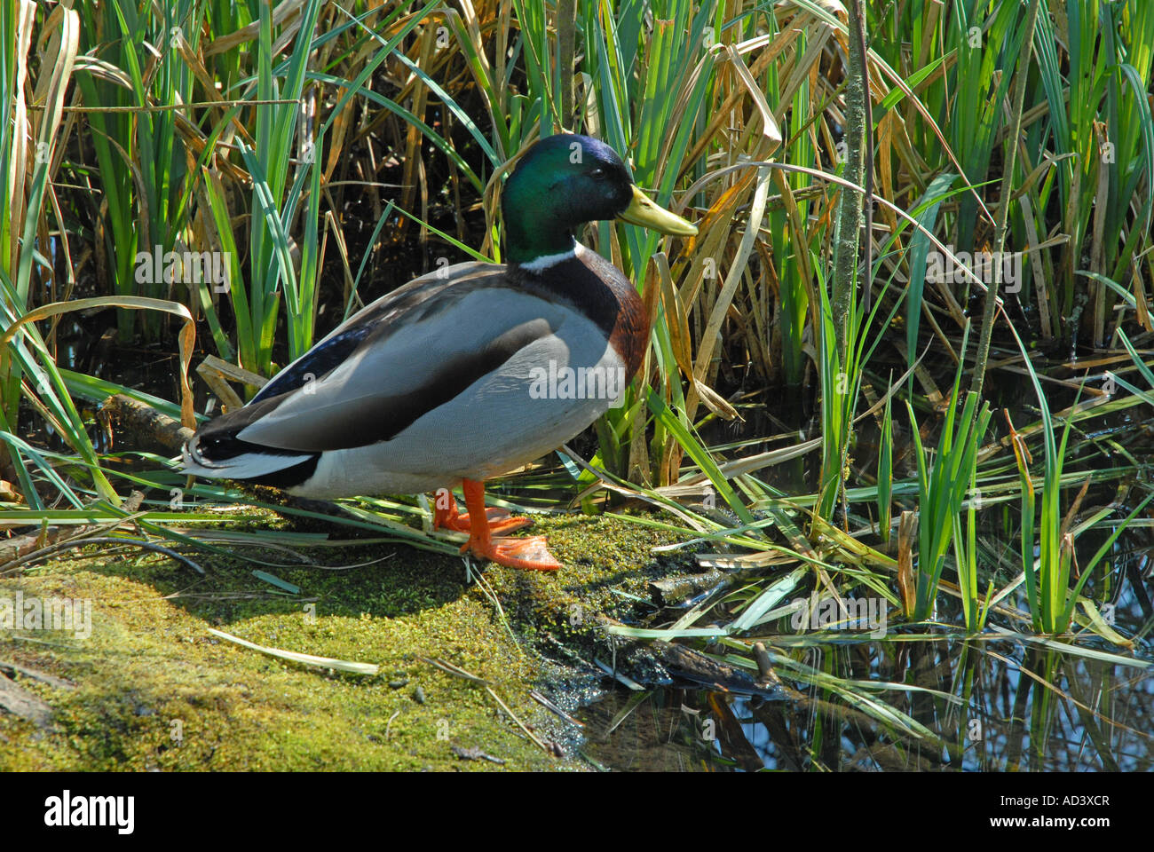 Drake Mallard di riposo in un ambiente suggestivo Foto Stock