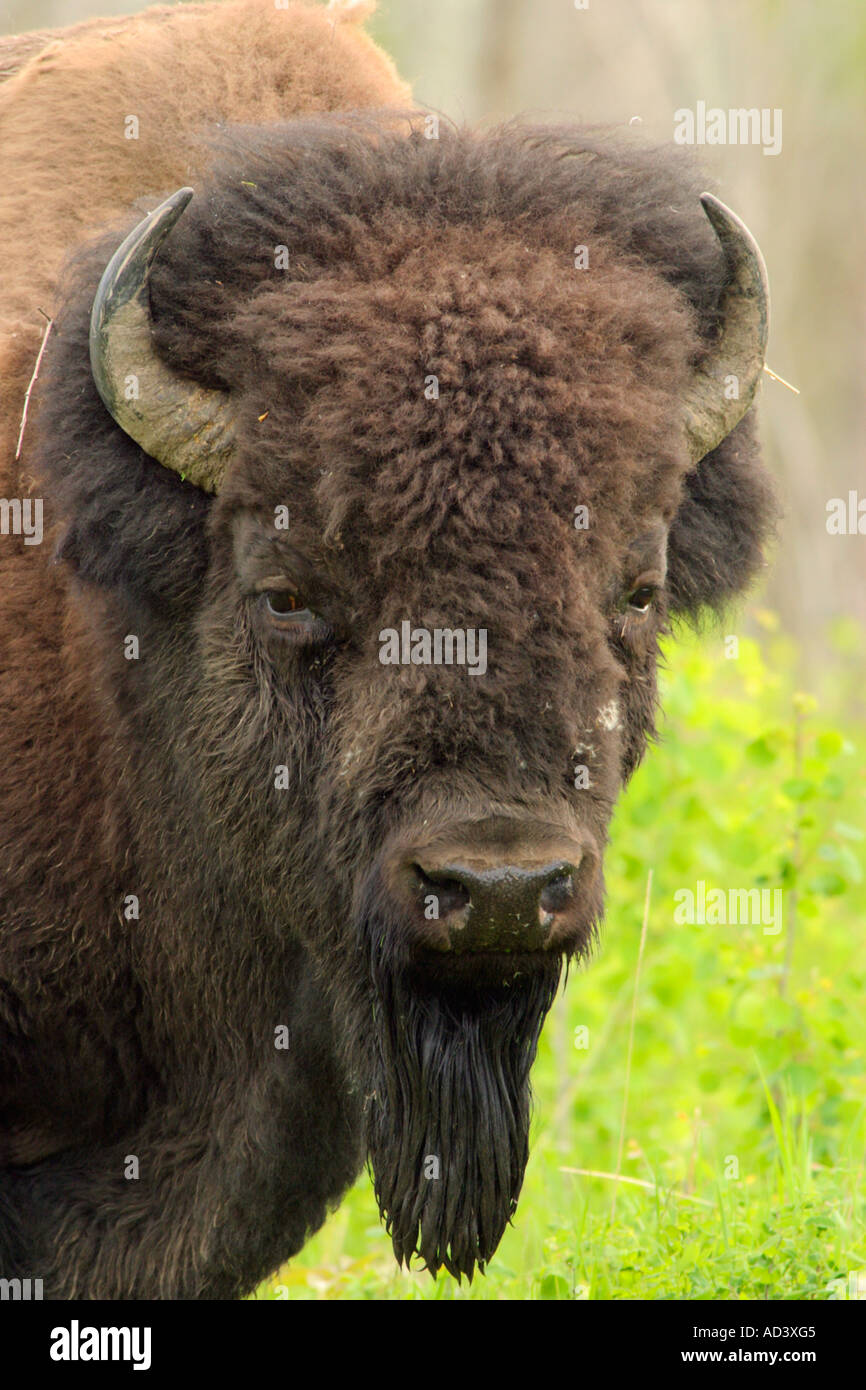 Closeup ritratto di pianure bison-Elk Island National Park, Alberta, Canada. Foto Stock