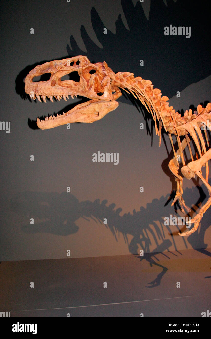 Lifesize replicat della struttura scheletrica di Monolophosaurus Dongi dinosauro. Foto Stock