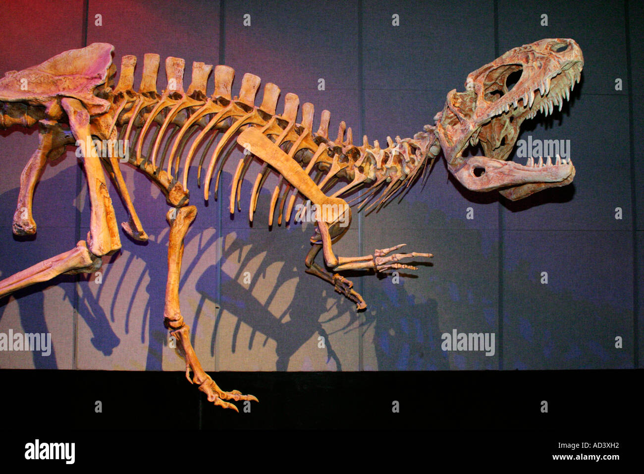 Struttura scheletrica replica del Tyrannosaurus Rex dinosaur-Royal Tyrrell Museum, Drumheller, Alberta, Canada Foto Stock