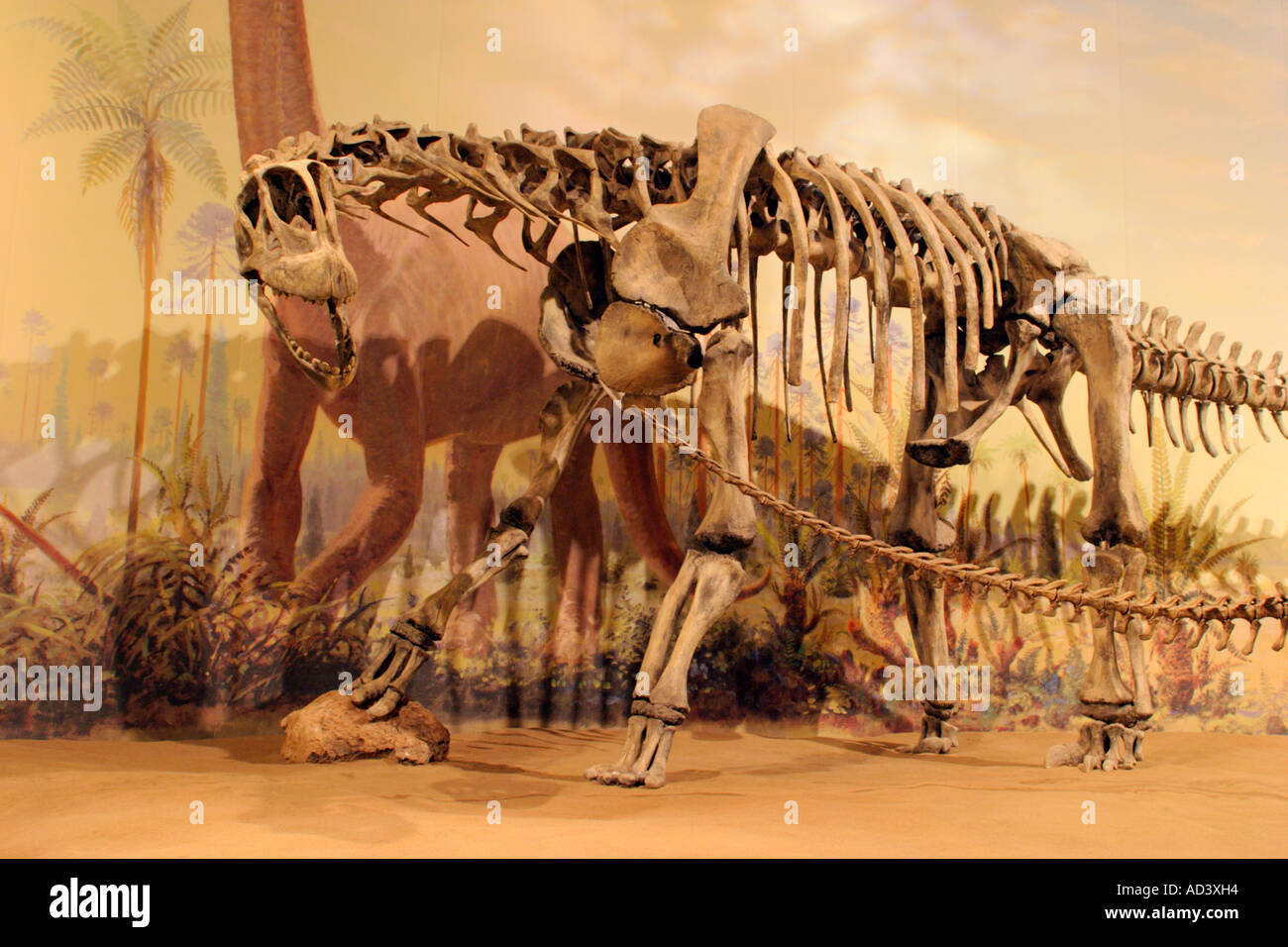 Lifesize replica della struttura scheletrica di dinosauro Camarasaurus dal Royal Tyrrell Museum, Drumheller, Alberta, Canada. Foto Stock