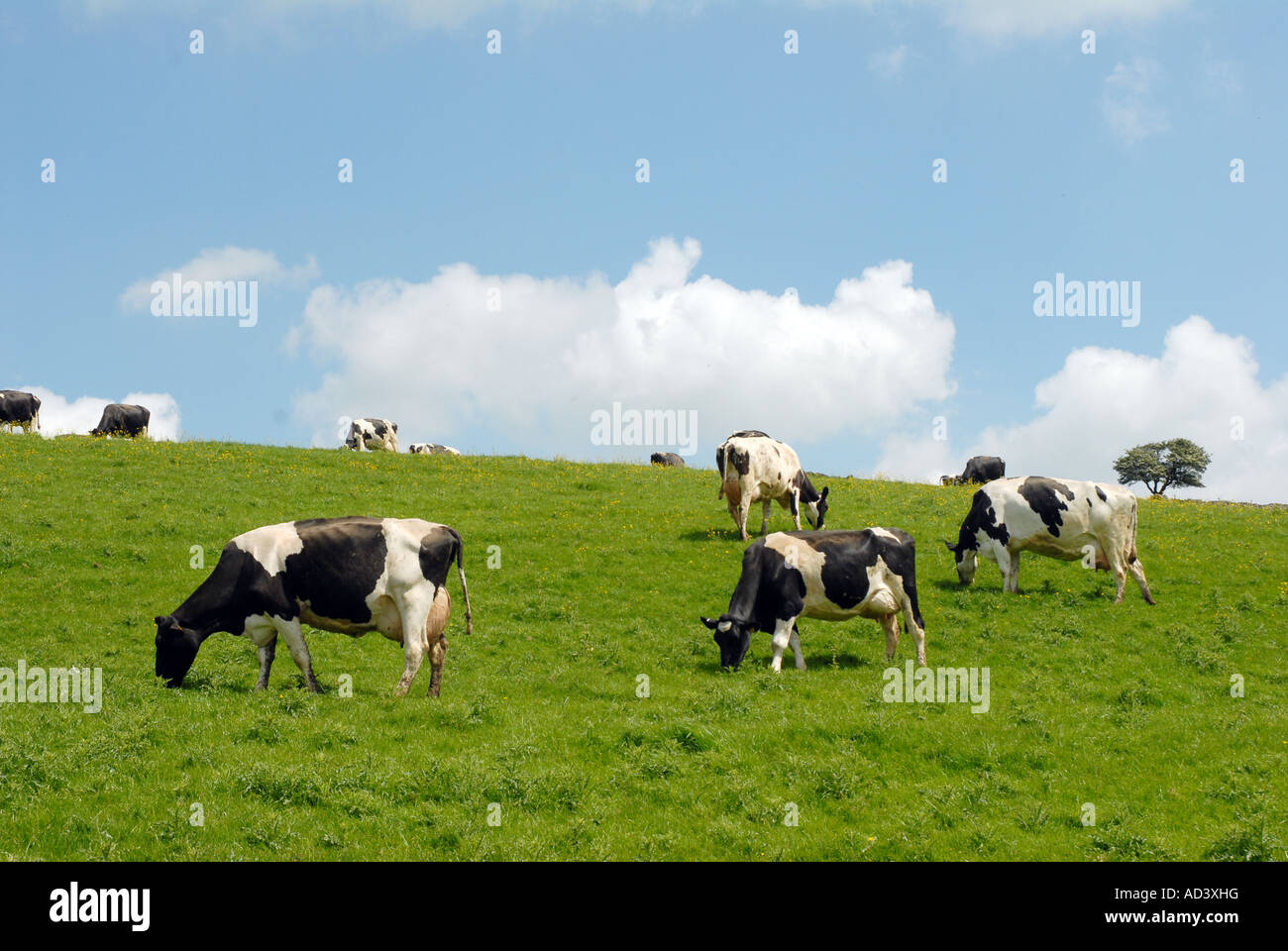 Mandria di mucche frisone pascolo Holstein Foto Stock