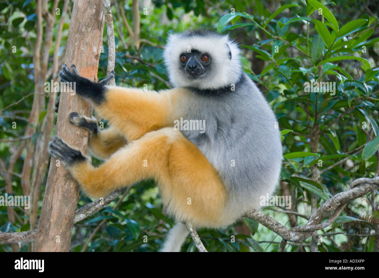 Diademed Sifaka Lemur (Propithecus diadema) Captive Madagascar Foto Stock