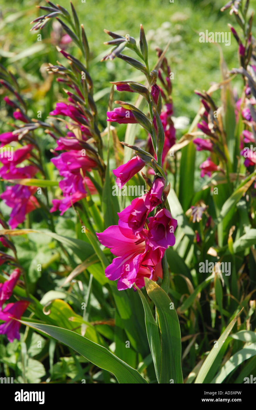 Gladiolus crescente selvatici Foto Stock