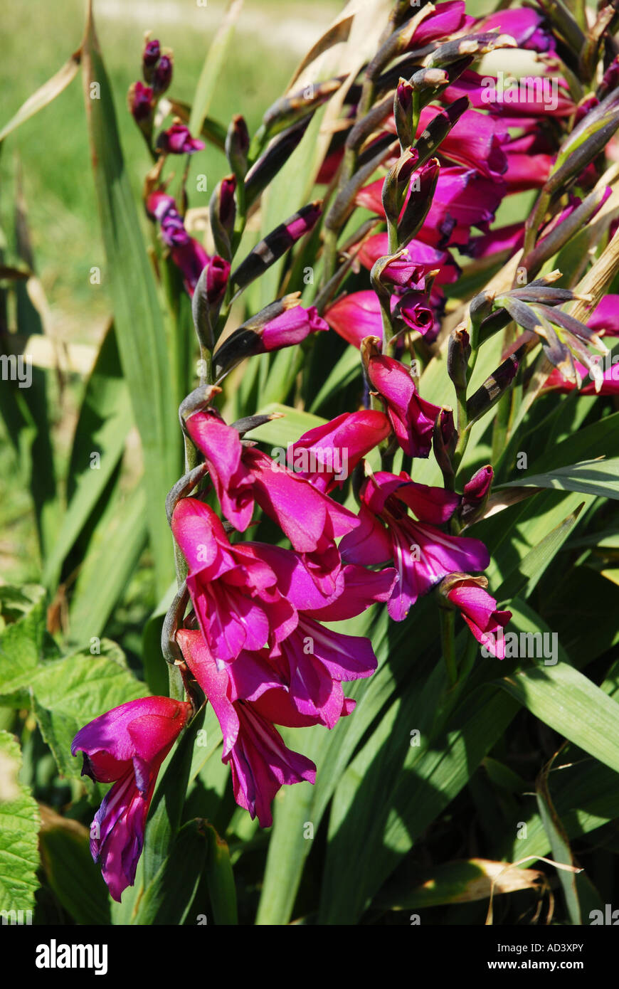 Gladiolus crescente selvatici Foto Stock