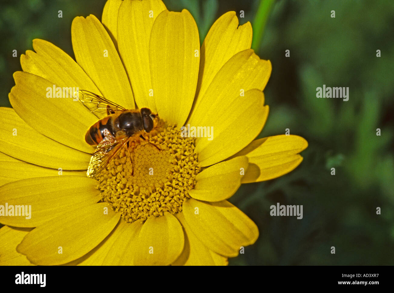 Chrysanthemum coronarium corolla - flower - giallo daisy close up Foto Stock