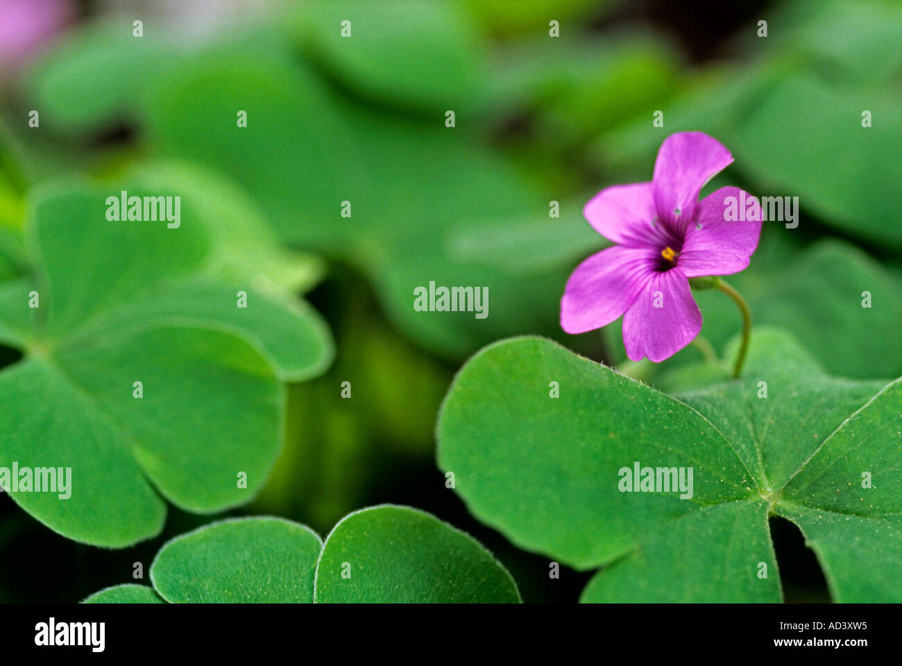 Oxalis acetosella Foto Stock