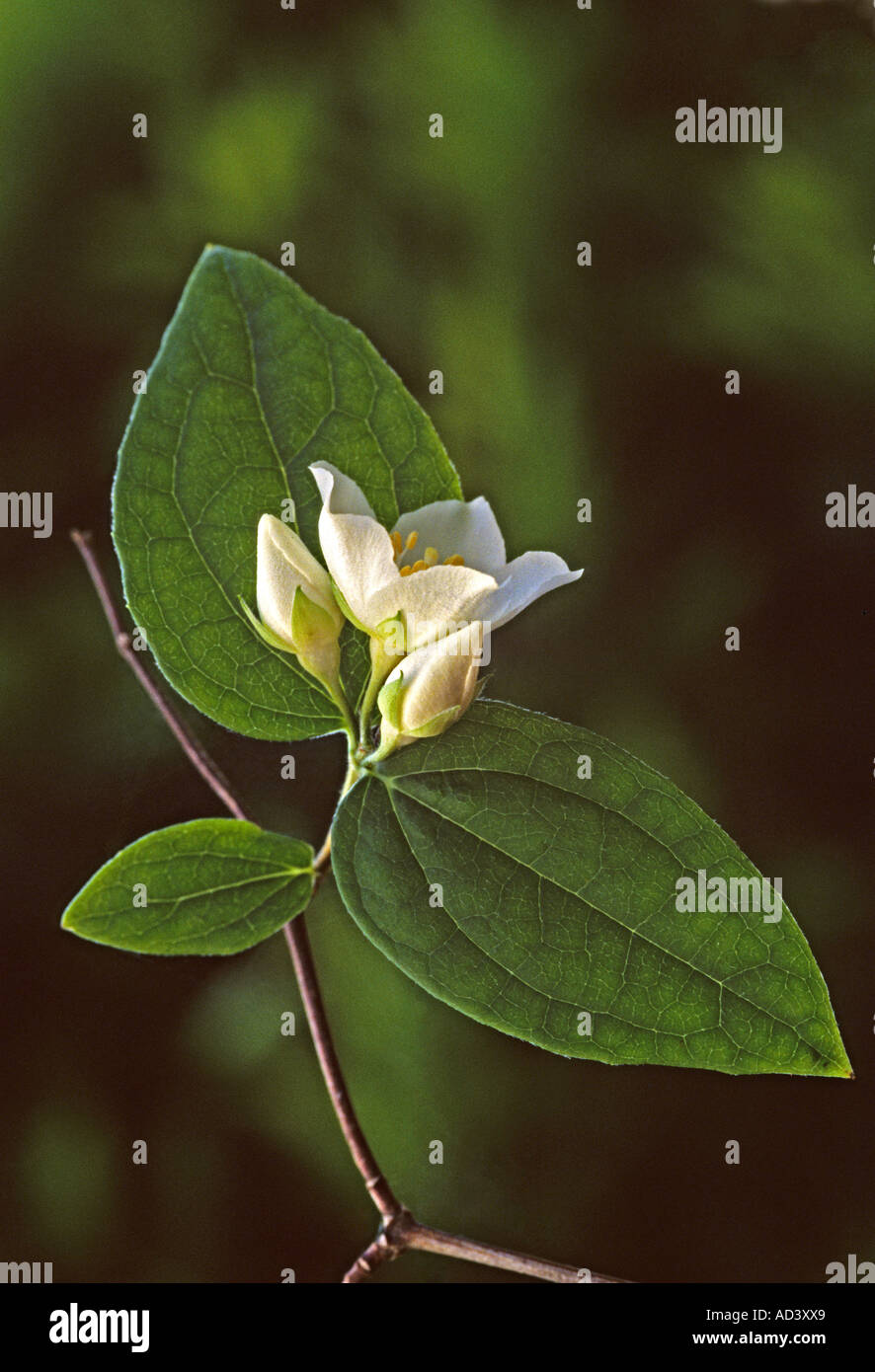 Filadelfo coronarius Foto Stock