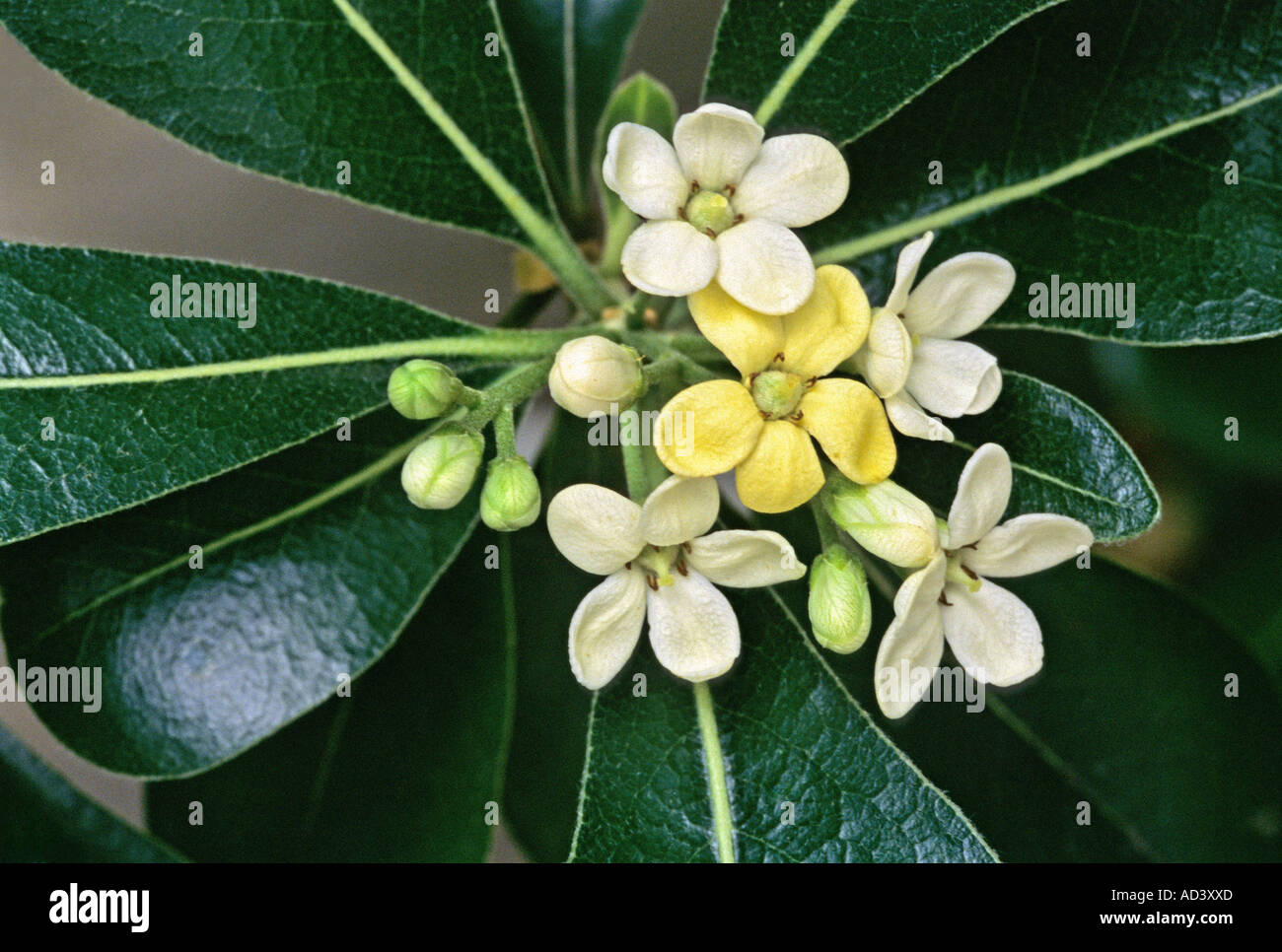 Pittosporum SSPP. Foto Stock